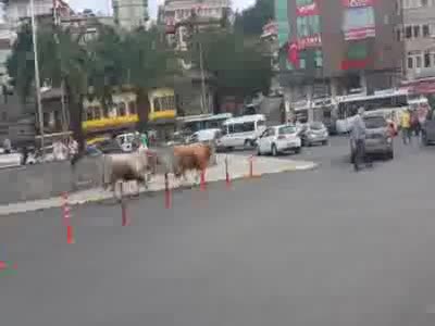 Ahırdan kaçan danalar Rize'yi birbirine kattı