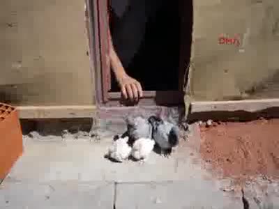 Zabıta kuş uçurtmadı