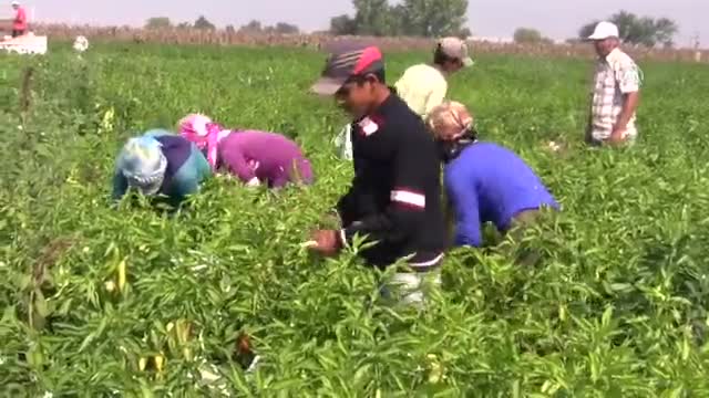 Bursa'da aşırı sıcaklar biberi vurdu