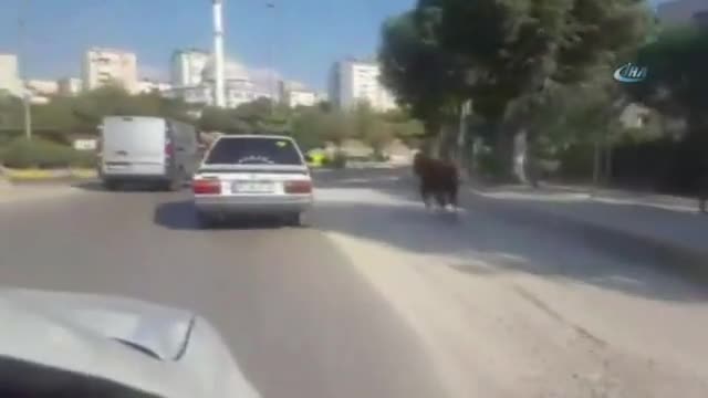 Kaçak boğa ortalığı birbirine kattı