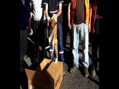 Bursa'da kurnaz tilki bacaya sıkıştı