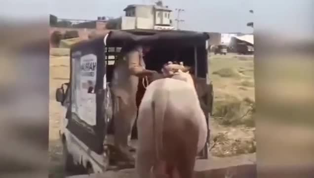 Hindistan'da kutsal sığır, adam öldürdü!