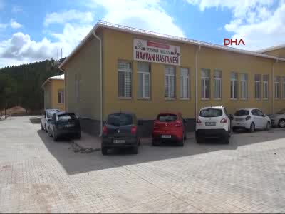 Kanadı kırık puhu kuşuna 'hassas' operasyon