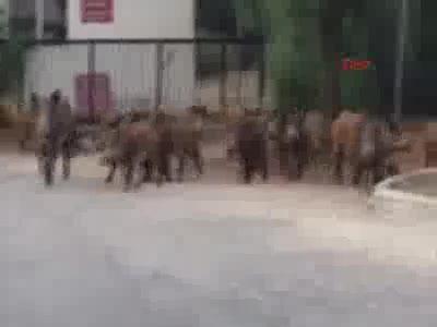 Aç kalan domuzlar şehre indi