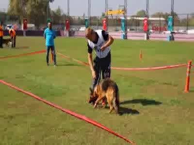 Bursa'da Alman çoban köpekleri, sokak hayvanları için yarıştırıldı