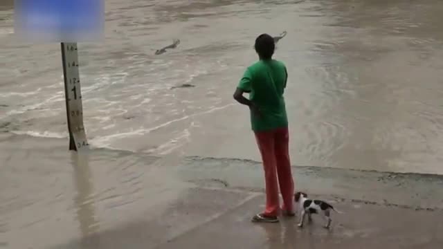 Timsahı terlikle kaçırdı