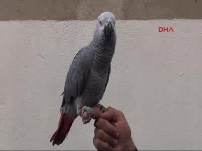 Günlük stresini kuşuyla atıyor