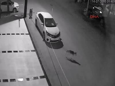 Sokak köpekleri otomobili parçaladı