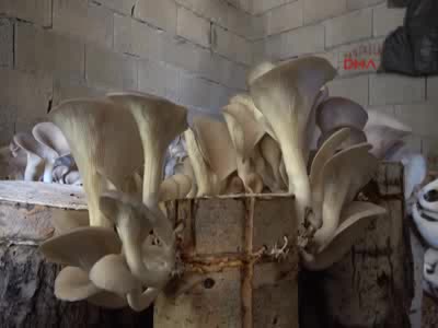 Yılda 4 ton kayın mantarı üretiyor