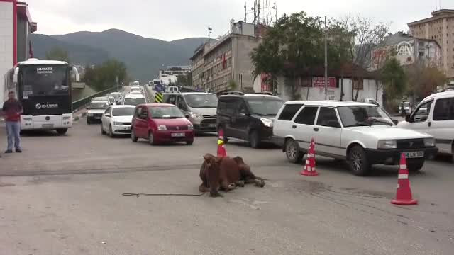 Bursa'da açlıktan yere yığılan ata operasyon