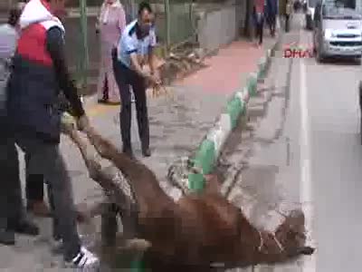 Bursa'da sahipsiz atı kurtarma operasyonu