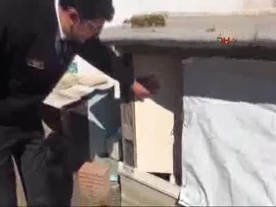 Gümrükten ihale ile kedi satışı