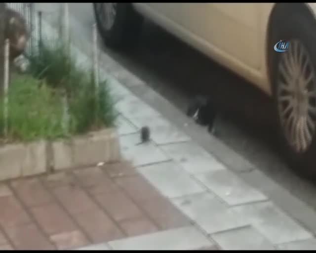 Bursa'da Tom ve Jerry'i aratmayan görüntü