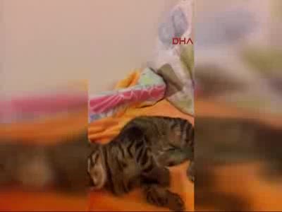 Antalya'da tecavüze uğrayan kedi telef oldu