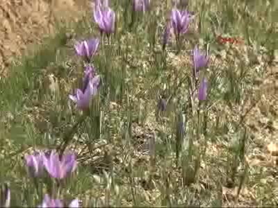 Karabük'te safran ekimine teşvik