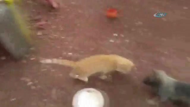 Yavru kedi ile kurt köpeğinin kıskandıran dostluğu