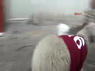 Bursa'da bayramda kesmeye kıyamayınca arkadaş oldu