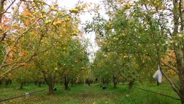 Bursa'da Suriye'ye meyve gönderildi