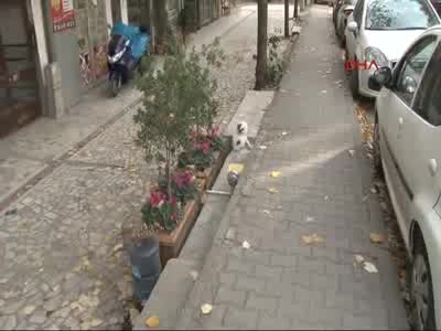 Verdiği pozla fenomen olan Tombili'nin heykeli çalındı