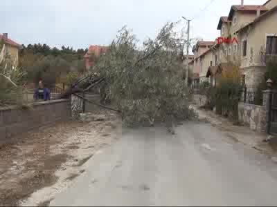 Çanakkale'de lodos iğde ağacını devirdi