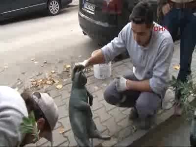 Tombili'nin heykeli yerine konuldu
