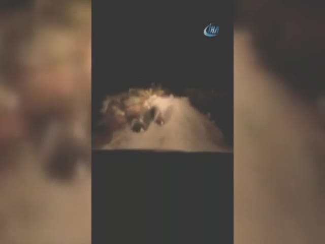 Uludağ ve Kazdağları'nda ayılar böyle görüntülendi