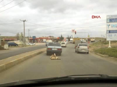 Otomobile bağlanan köpek metrelerce sürüklendi