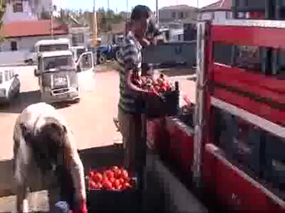 Güz domatesinde tehlike çanları