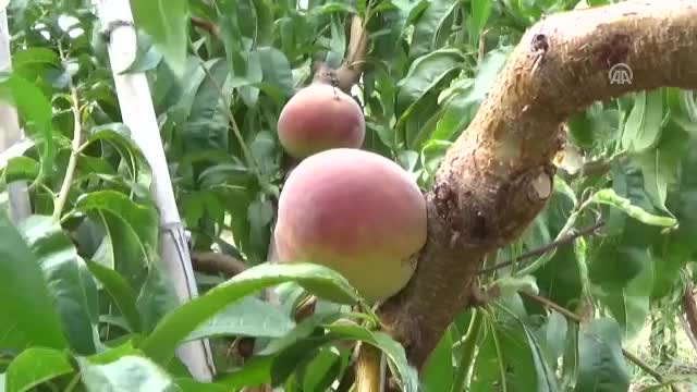 Üretici "geç şeftali" türlerine yöneldi