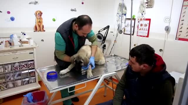 Bursa'da zehirlenen köpeğinin yanından bir an olsun ayrılmadı