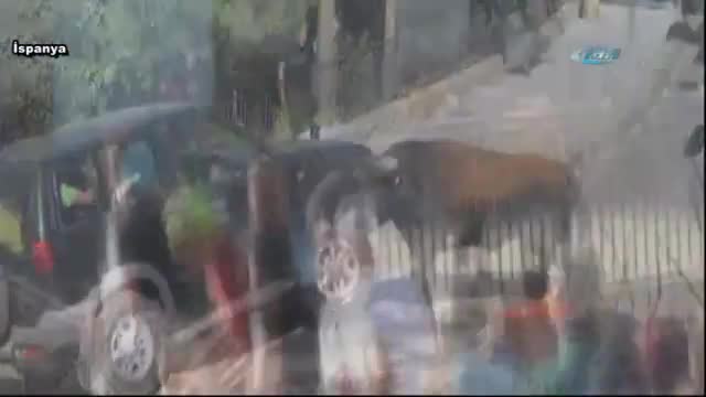 Boğa öfkesini araçtan çıkardı