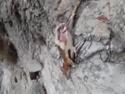 Dağ keçisi avlayan avcılar suçüstü yakalandı
