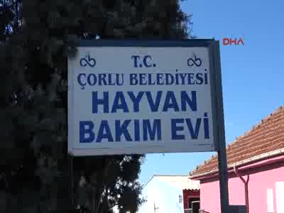Otomobilin arkasına bağlanarak sürüklenen köpek, yeni sahibine verildi