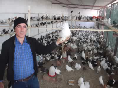 Zimmetine geçirdiği 2 milyon TL ile güvercin aldı!