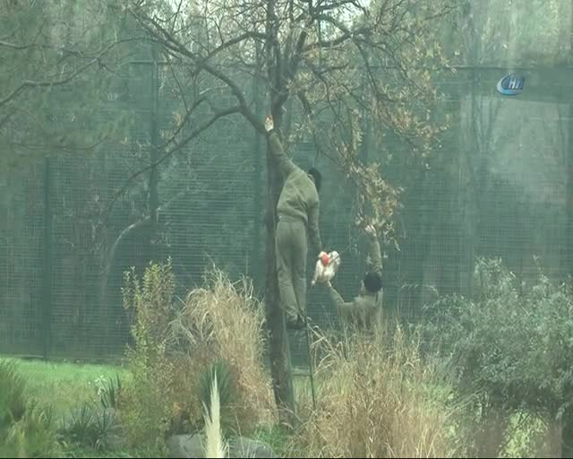 Bursa Zoopark'taki aslanların nefes kesen kış idmanı...