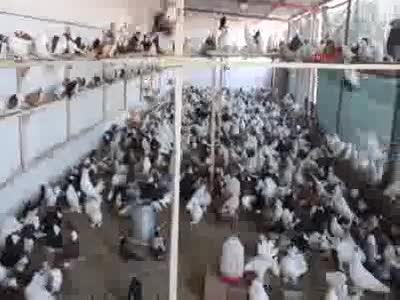 Zimmetçi veznedarın güvercinleri icradan satılacak