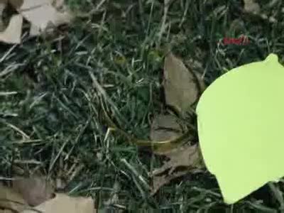 Kuyumculara sahte altın satmak isterken yakalandı
