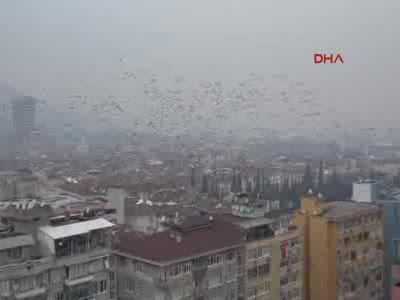 Bursa'da sığırcık kuşlarının büyüleyen dansı