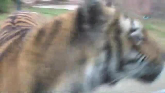 Hayvanat bahçesi sakinlerine yılbaşı hediyesi