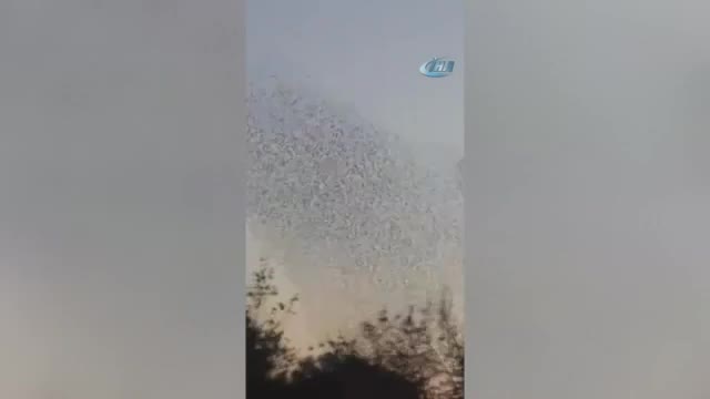 Sığırcıkların dansı büyüledi