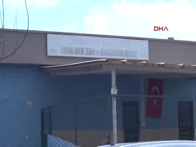 Yavru kediye işkence görüntüler hayvanseverleri ayağa kaldırdı
