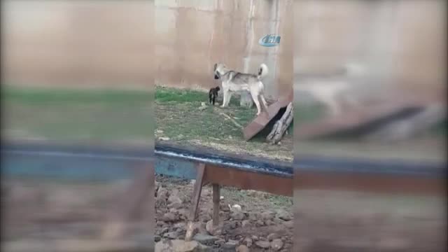 Kedi ile köpeğin kıskandıran dostluğu