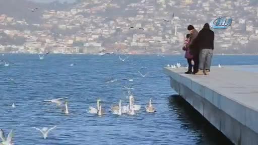 İstanbul Boğazı'nın yeni misafirleri kuğular oldu.