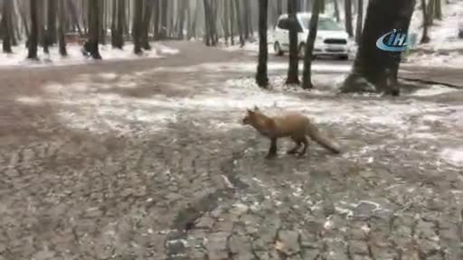 İstanbul'da karda aç kalan tilki vatandaşın yanına geldi
