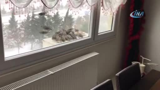 Bursa'da soğuk en çok kuşları vurdu