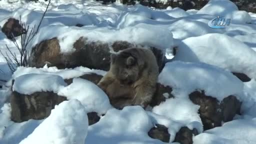 Bursa'da kış uykusuna yatmayan ayıların kar keyfi
