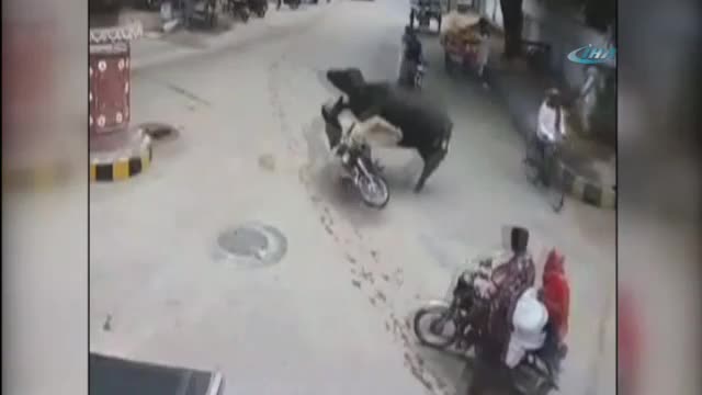 Bufalo motosikletliye böyle çarptı