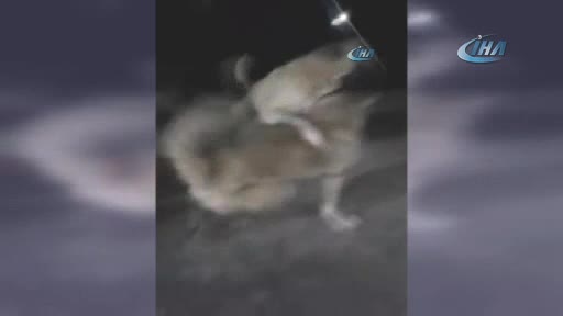 Köpek dövüştürüp sosyal medyada paylaşan kişiye 5 bin lira ceza
