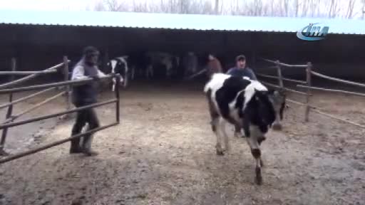 Bursa'da iki mahalleye şap karantinası