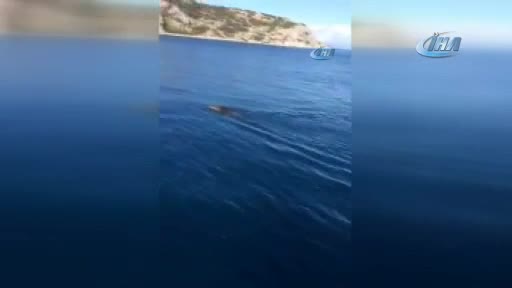 Deniz ortasında yüzen domuz gören balıkçılar şok oldu